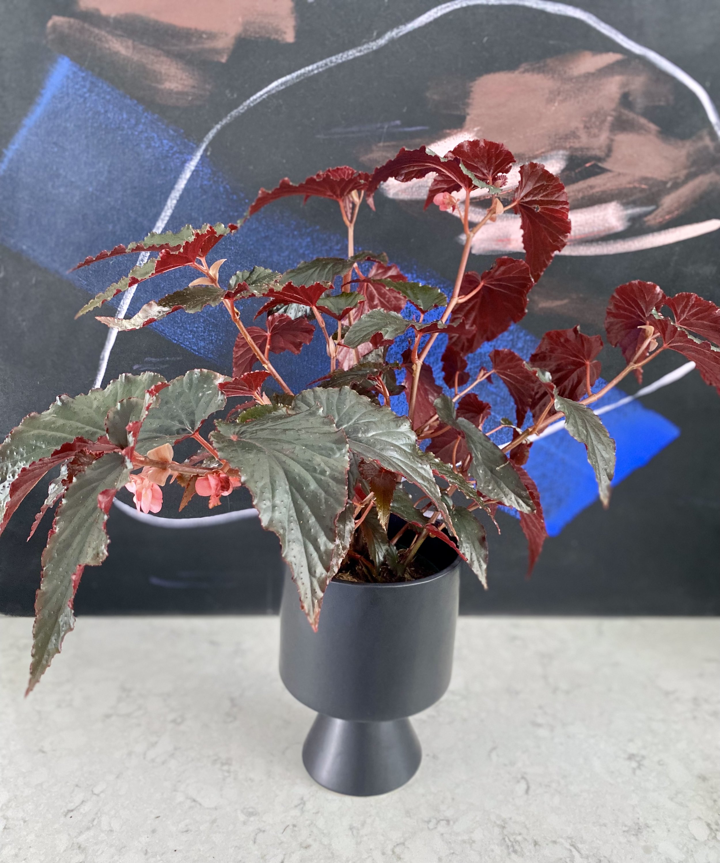 Black begonia clearance